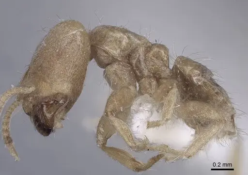 Pseudolasius trimorphus - CASENT0916786