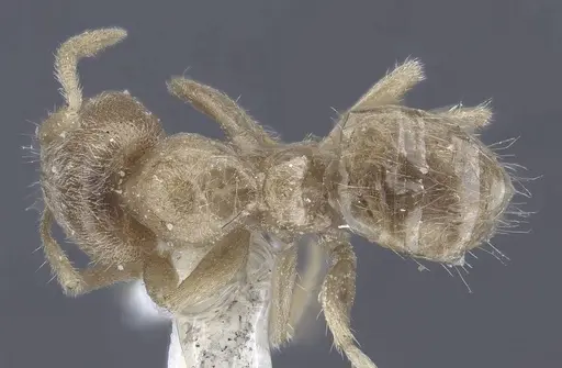 Pseudolasius trimorphus - CASENT0916787