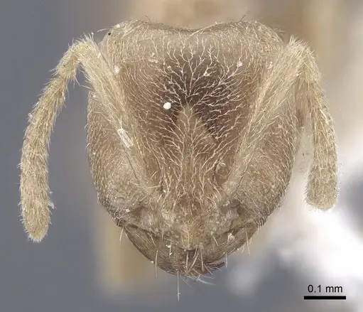 Pseudolasius trimorphus - CASENT0916787