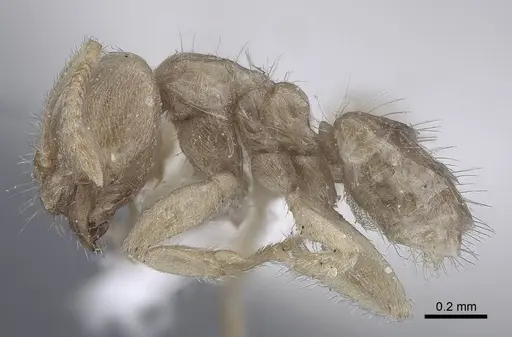 Pseudolasius trimorphus - CASENT0916787