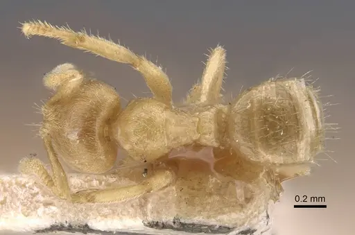 Pseudolasius trimorphus - CASENT0917299