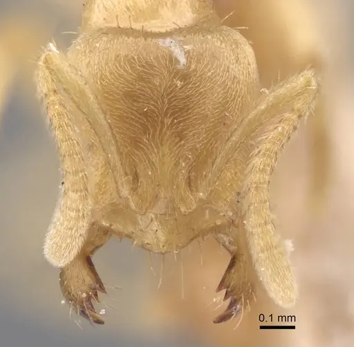 Pseudolasius trimorphus - CASENT0917299