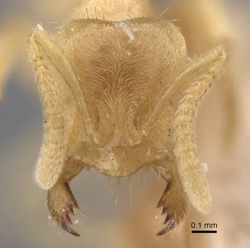 Pseudolasius trimorphus - CASENT0917299