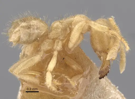 Pseudolasius trimorphus - CASENT0917299