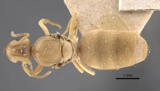 Pseudolasius trimorphus - CASENT0917300