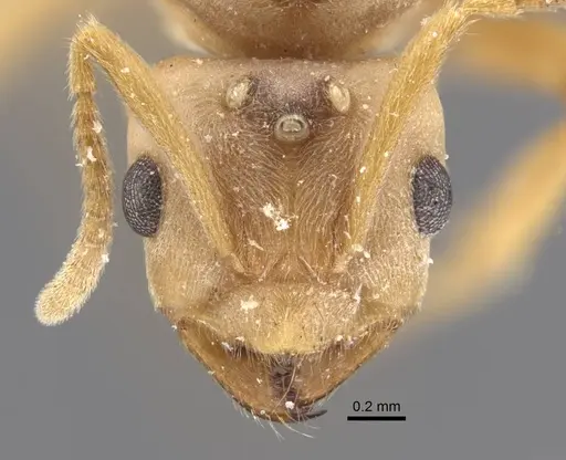 Pseudolasius trimorphus - CASENT0917300