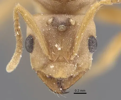 Pseudolasius trimorphus - CASENT0917300