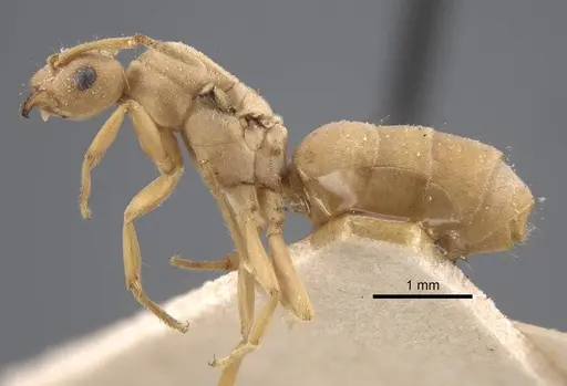 Pseudolasius trimorphus - CASENT0917300