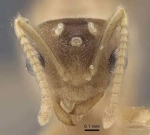 Pseudolasius trimorphus - CASENT0917301