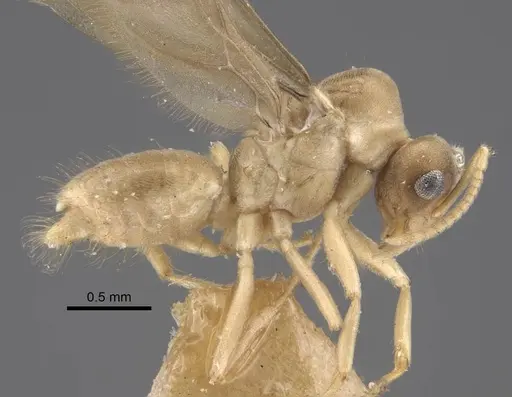 Pseudolasius trimorphus - CASENT0917301