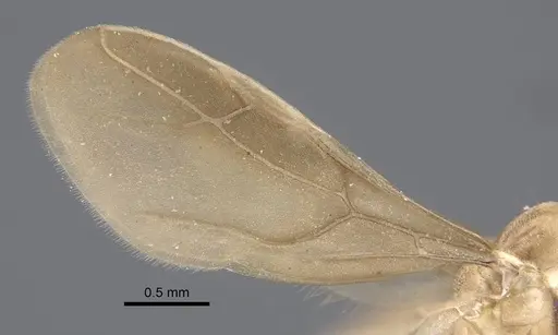 Pseudolasius trimorphus - CASENT0917301