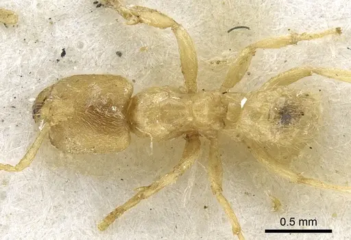 Pseudolasius waigeuensis specimen