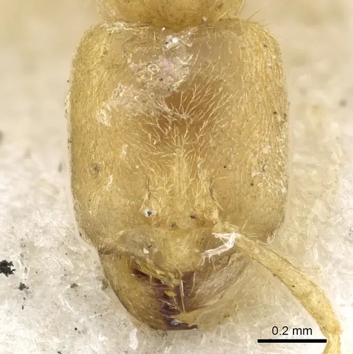 Pseudolasius waigeuensis specimen