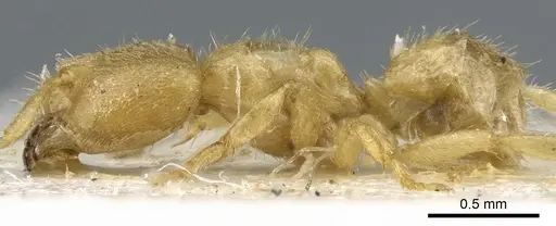 Pseudolasius waigeuensis specimen