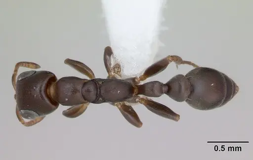 Pseudomyrmex acanthobius specimen