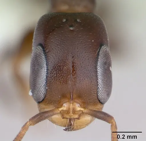 Pseudomyrmex acanthobius specimen