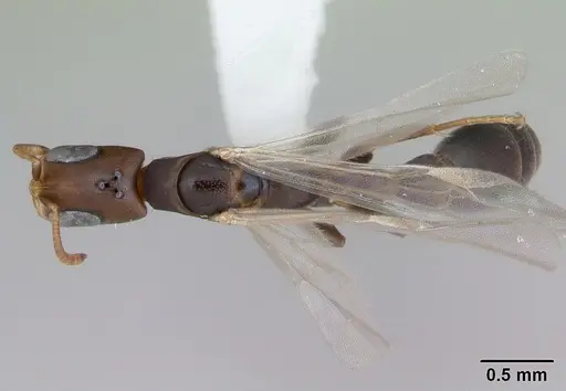 Pseudomyrmex acanthobius - CASENT0173747
