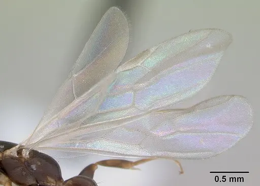 Pseudomyrmex acanthobius - CASENT0173747