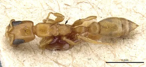 Pseudomyrmex acanthobius - CASENT0904059