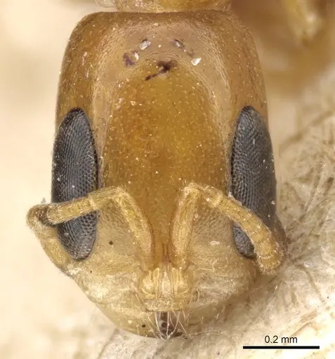 Pseudomyrmex acanthobius - CASENT0904059