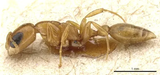 Pseudomyrmex acanthobius - CASENT0904059