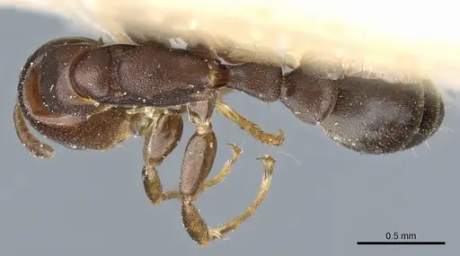 Pseudomyrmex acanthobius - CASENT0904060