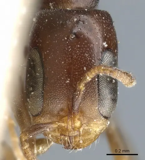 Pseudomyrmex acanthobius - CASENT0904060