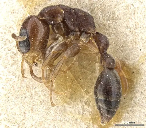 Pseudomyrmex acanthobius - CASENT0904060