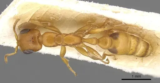 Pseudomyrmex acanthobius - CASENT0915321