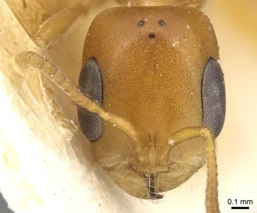 Pseudomyrmex acanthobius - CASENT0915321