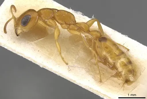 Pseudomyrmex acanthobius - CASENT0915321