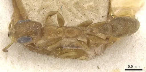 Pseudomyrmex acanthobius - CASENT0915322