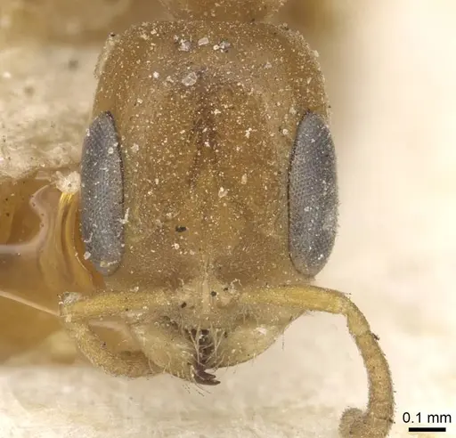 Pseudomyrmex acanthobius - CASENT0915322