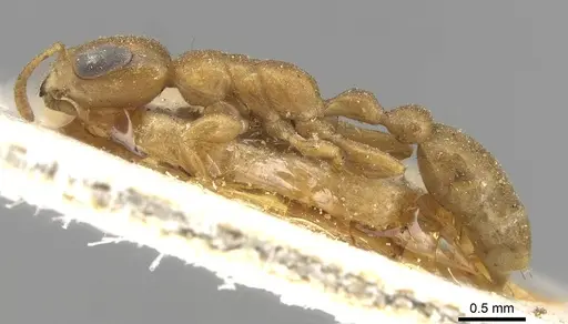 Pseudomyrmex acanthobius - CASENT0915322