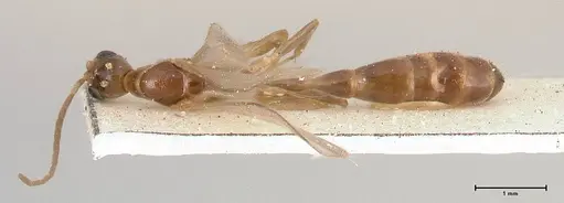 Pseudomyrmex acanthobius - FOCOL0517-1