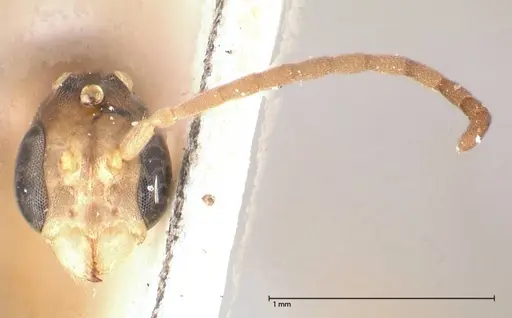 Pseudomyrmex acanthobius - FOCOL0517-1
