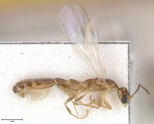 Pseudomyrmex acanthobius - FOCOL0517-1