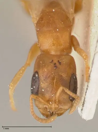 Pseudomyrmex acanthobius - FOCOL0517-2