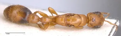 Pseudomyrmex acanthobius - FOCOL0517-3