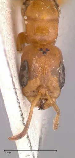 Pseudomyrmex acanthobius - FOCOL0517-3