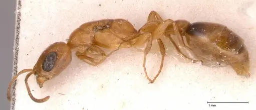 Pseudomyrmex acanthobius - FOCOL0517-3