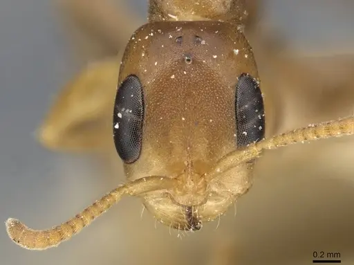 Pseudomyrmex adustus specimen