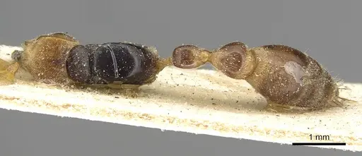 Pseudomyrmex alternans specimen