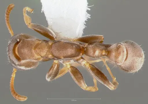 Pseudomyrmex alustratus specimen