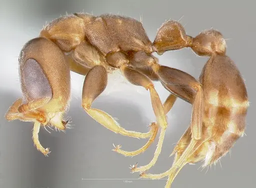Pseudomyrmex alustratus specimen
