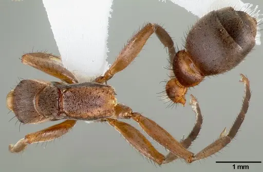 Pseudomyrmex alvarengai specimen