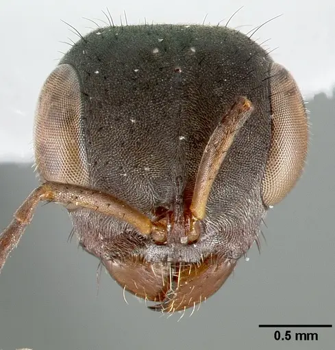 Pseudomyrmex alvarengai specimen