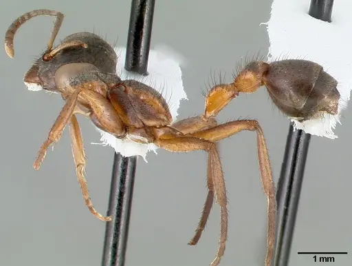 Pseudomyrmex alvarengai specimen