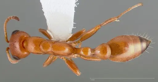 Pseudomyrmex apache specimen