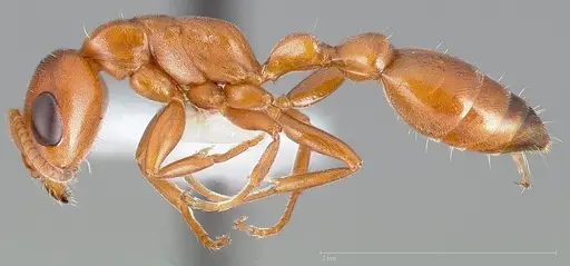 Pseudomyrmex apache specimen
